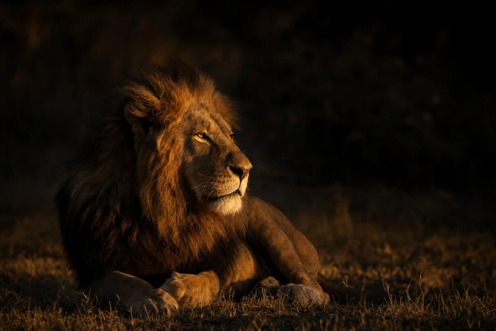 An adult male lion lying at rest in low golden light, head up and watching, calm